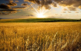 Homeopathy - A Short Introduction